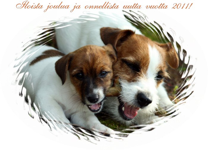 joulukortti 2010..jpg - Our Christmas Card